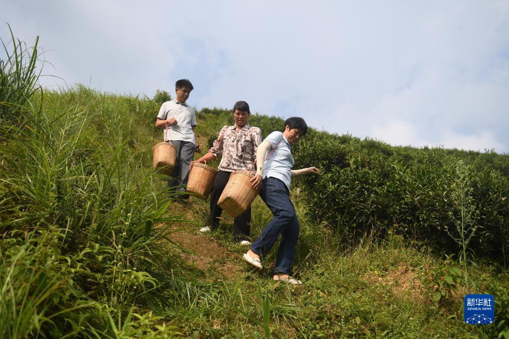 在廣西蒼梧縣六堡鎮(zhèn)山坪村，祝雪蘭（前）和村民采茶后走下茶山（2022年9月22日攝）。新華社記者 陸波岸 攝